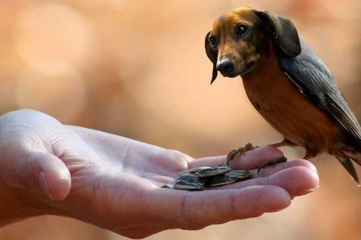 perros con cabeza de pájaros 