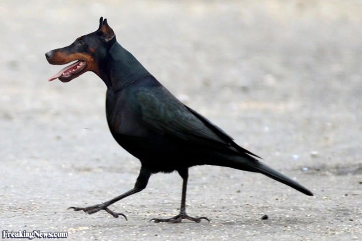 perros con cabeza de pájaros 