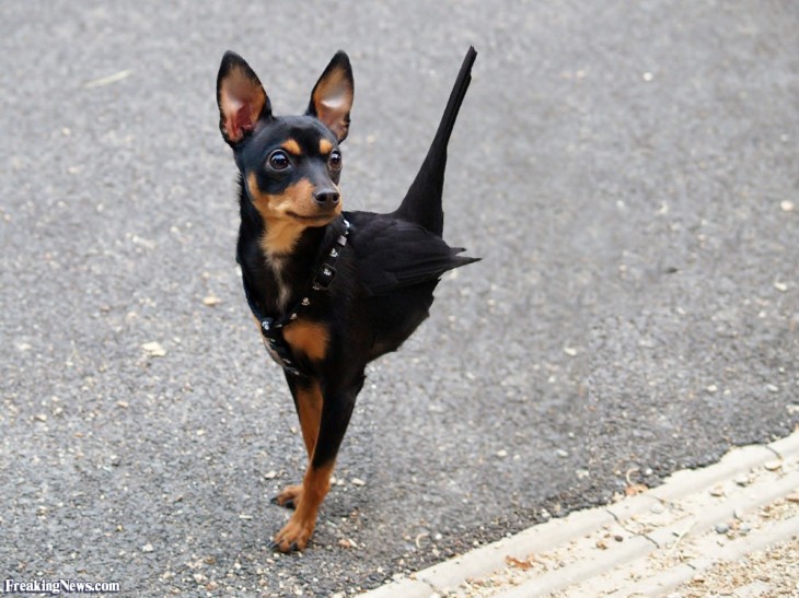 chihuahua con cabeza de pájaros 