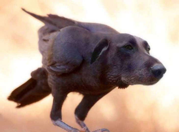 perros con cabeza de pájaros 