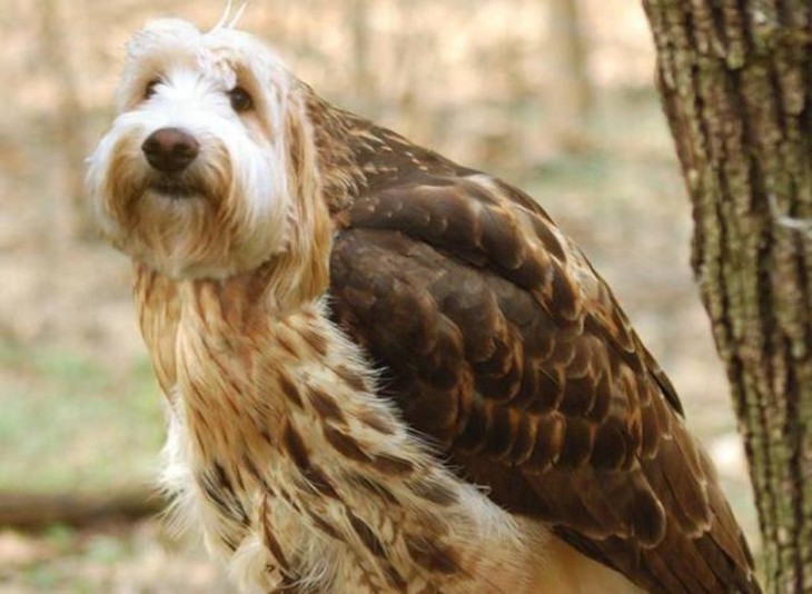 perros con cabeza de pájaros 