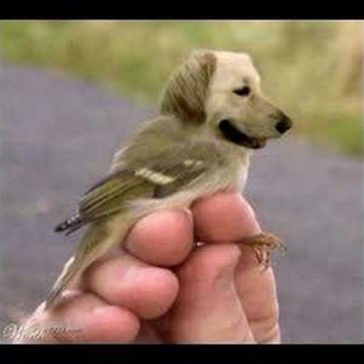 perros con cabeza de pájaros 