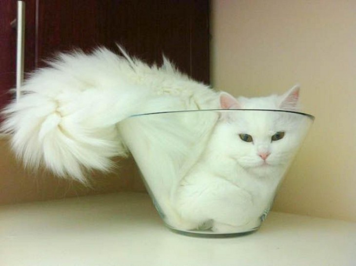 gato blanco adentro de un refractario transparente