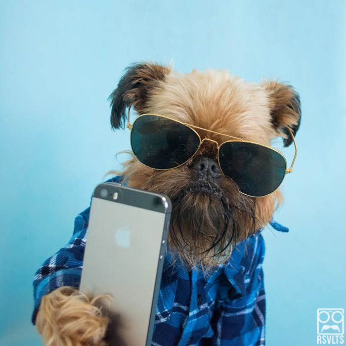 selfie de un perro con lentes y iphone