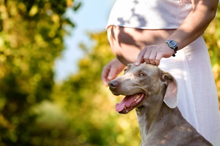 perro con mujer embarazada en un campo abierto