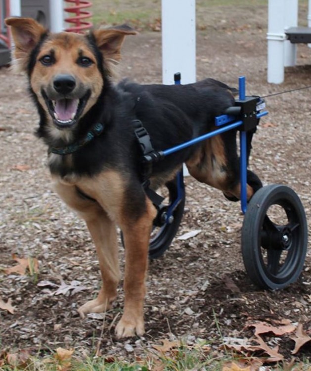 perrito usando un aparato que le sirve de silla de ruedas