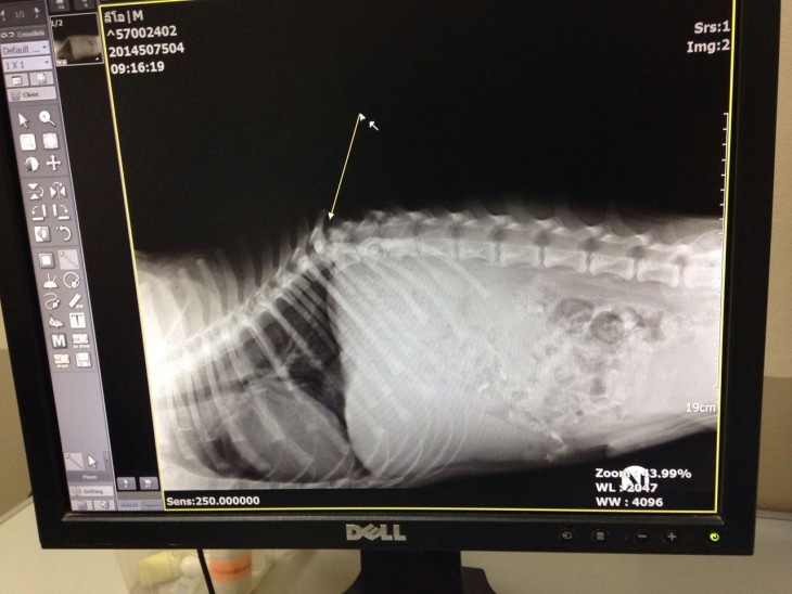 radiografia de la columna de un perrito