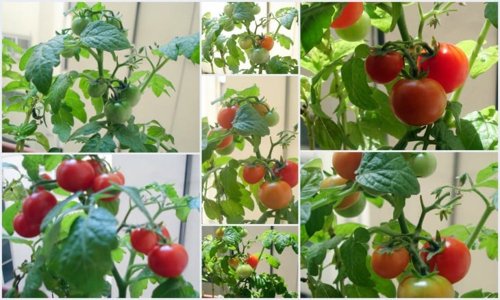 racimos de tomatitos cherry