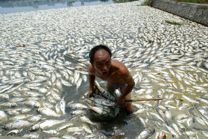 Trabajador limpiando de pescado muerto, un lago en Wuhan al centro de China