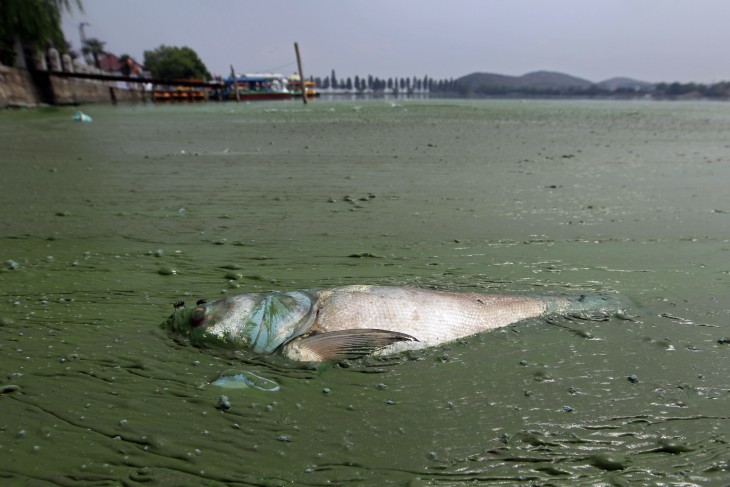 East Lake, Wuhan, pesz muerto flota en la aguas contaminadas por algas