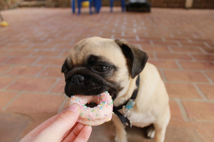 Pug comiendo una dona 