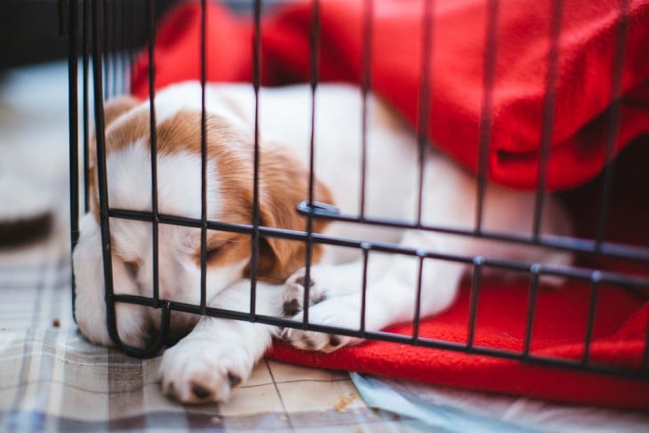 Perro en una jaula con una cobija roja