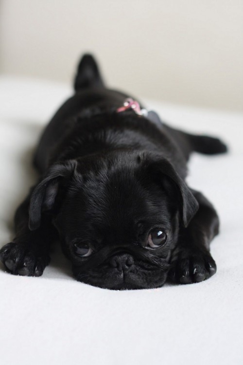 Pug negro triste 