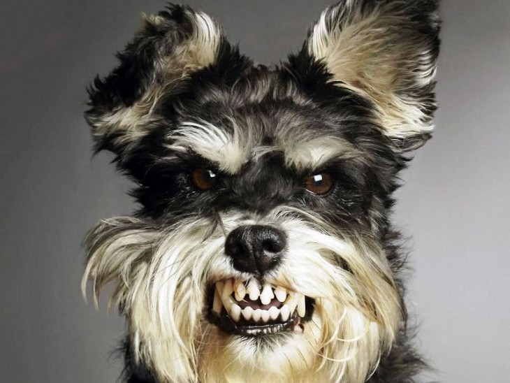 Perro schnauzer enojado