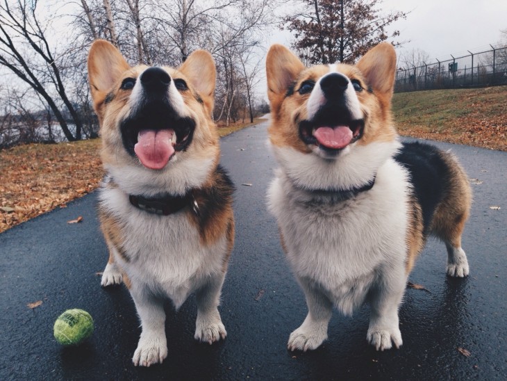 Perros idénticos jugando en el parque