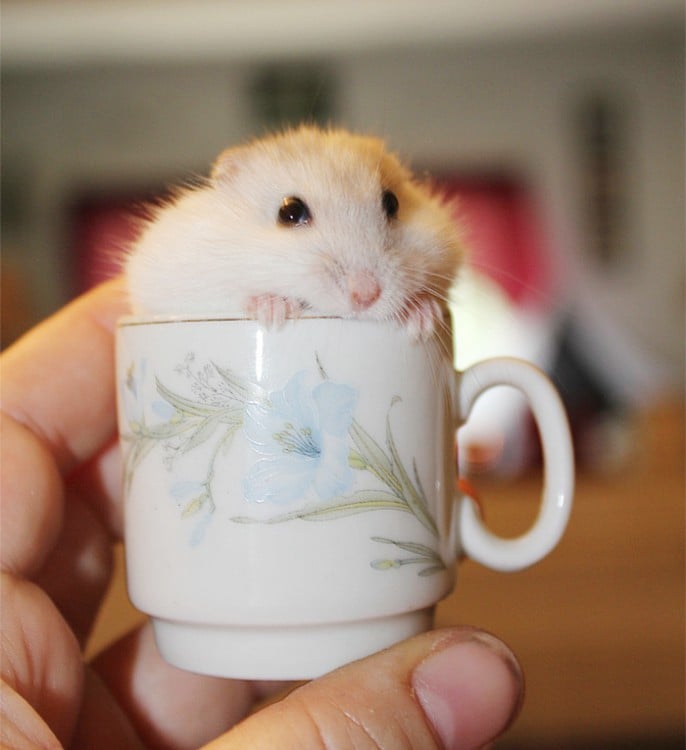 hamster con blanco dentro de una taza