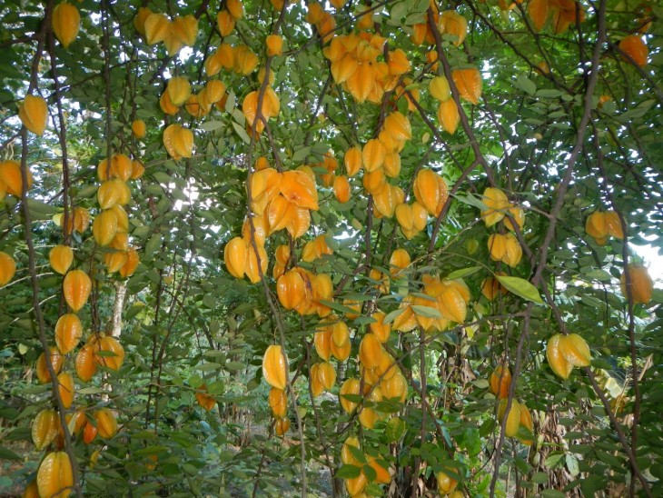 Carambola, Fruto del aire