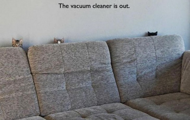 3 gatos escondidos en el sillon