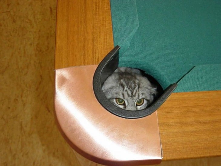 gato escondido en una mesa de pool