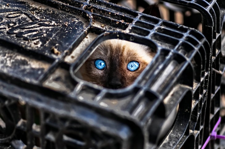 gato ojos azules adentro de una caja