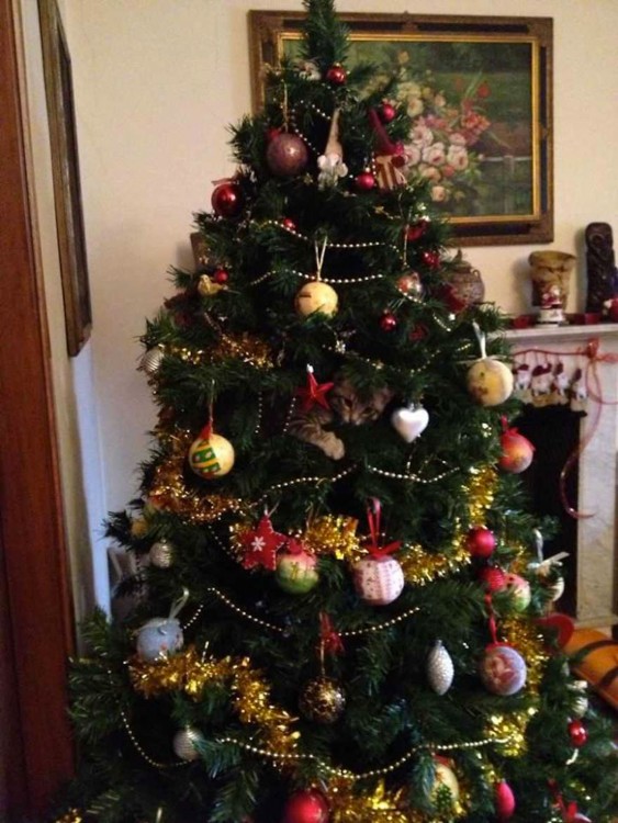 gato adentro de un arbol de navidad