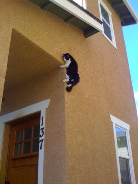 gato blanco y negro arriba de una pared