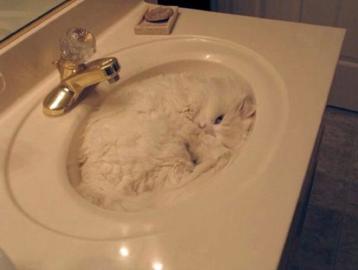 gato adentro de un lavabo