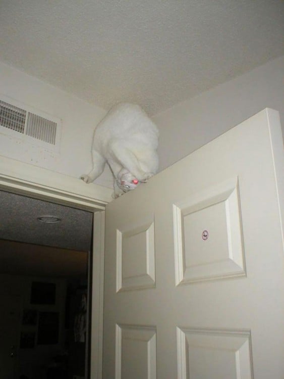 gato blanco arriba de una puerta