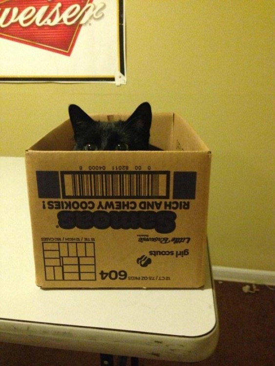 gato negro en caja