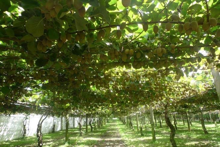 parral cargado de frutos de de kiwi