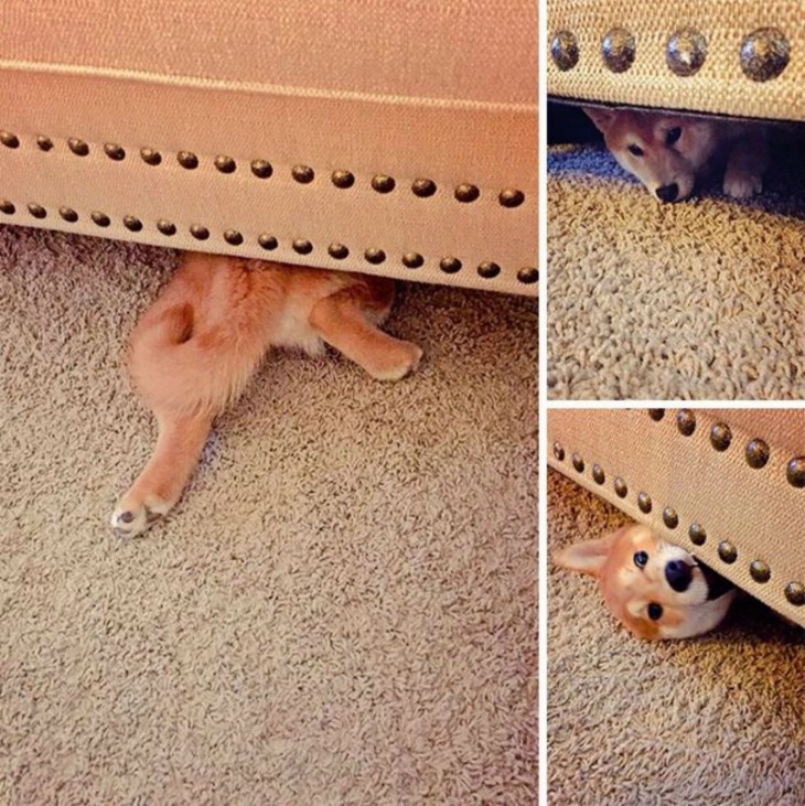 Perros se esconden debajo de la cama