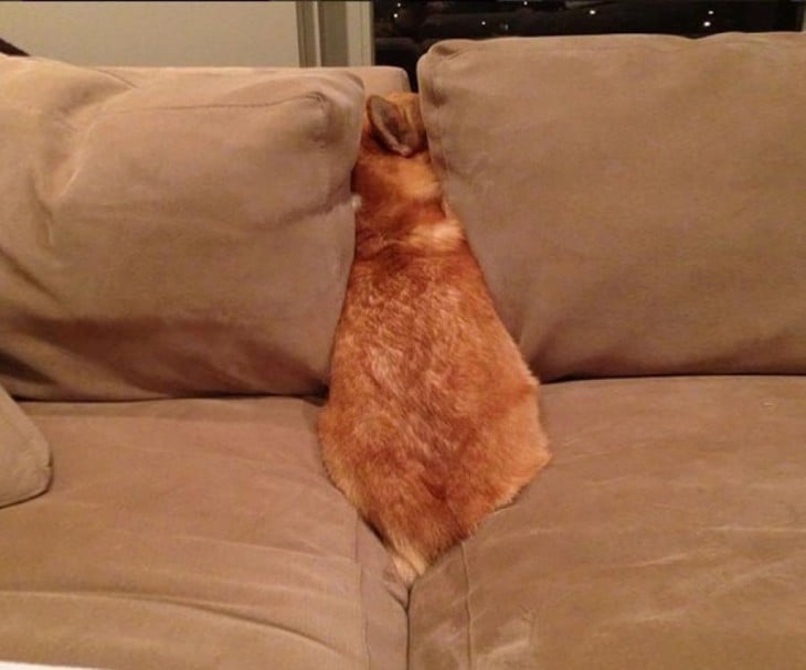 Perros se esconden dentro de sofá