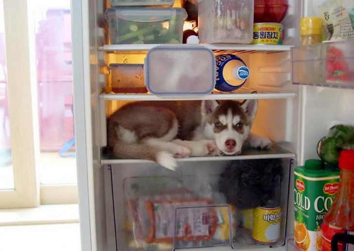 Perro dentro de una heladera