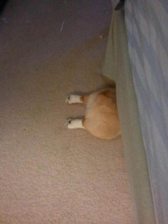 Perrito escondido debajo de la cama