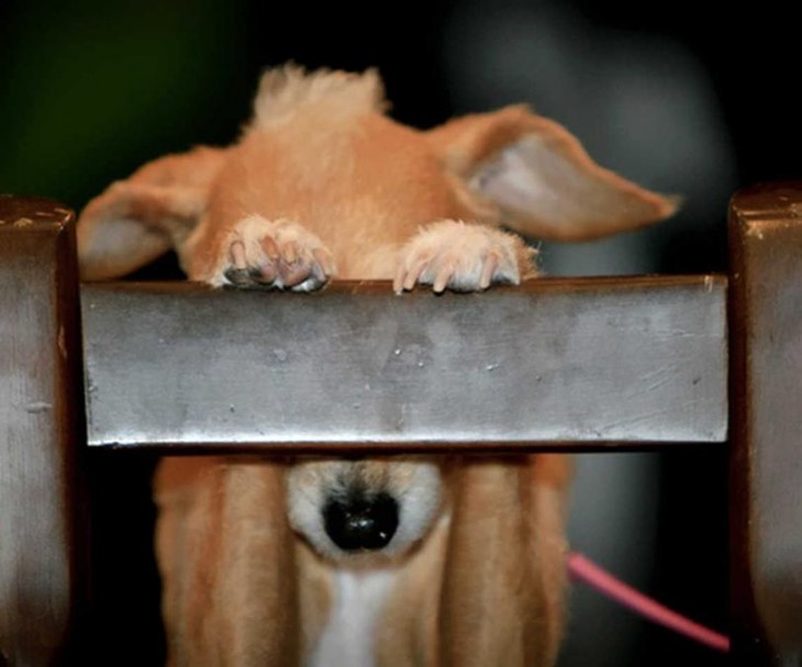 Perros que fayaron al esconderse (detras de una silla