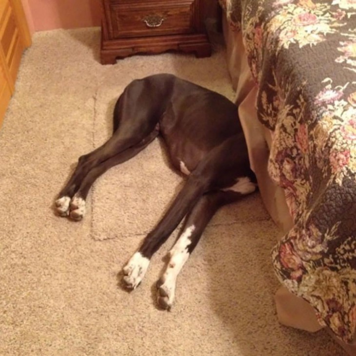 Perro debajo de una cama