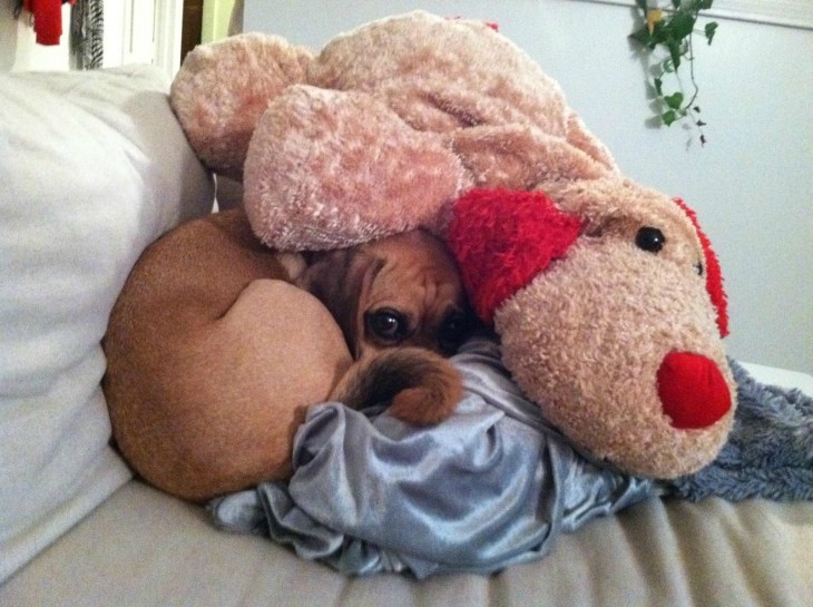 Perros que fayaron al esconderse entre peluches