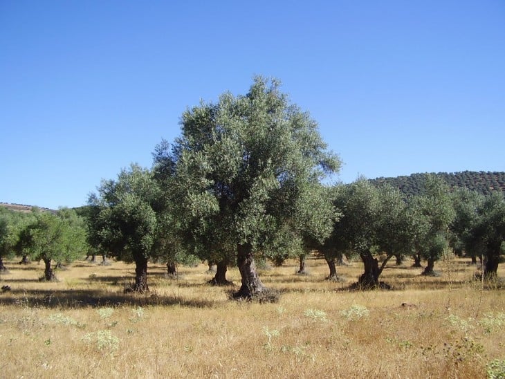 arboles de aceitunas