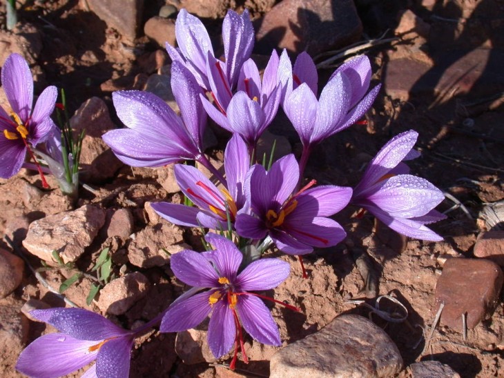 flores de Azafrán