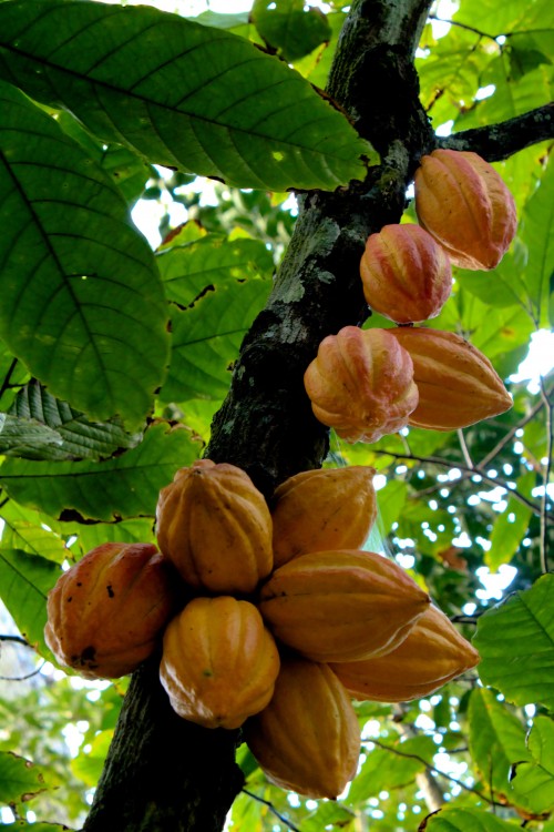 frutos del cacao