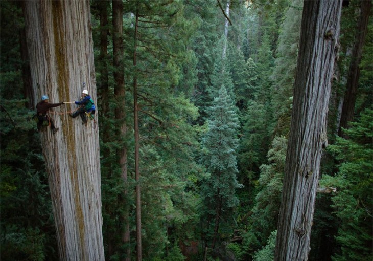 hombre escalando arboles