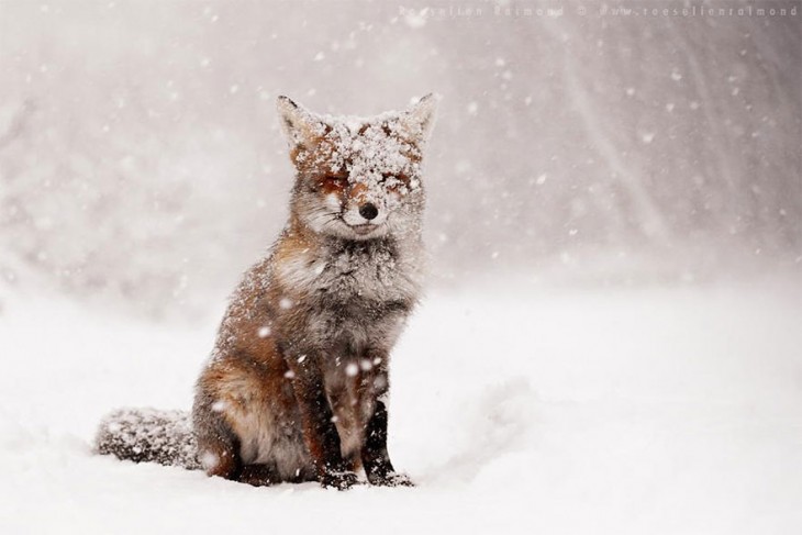 zorro de color rojo cubierto de nieve