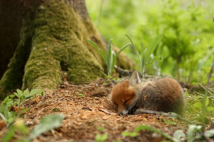 pequeño zorro dormido en el bosque al lado de un arbol