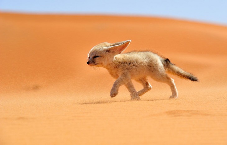 cachorro zorro caminando en el desierto