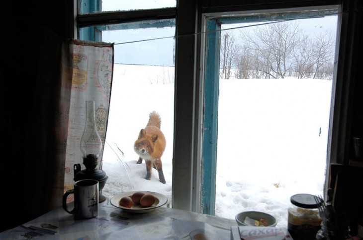 zorro de color rojizo en la nieve asomandose por una ventana de una casa