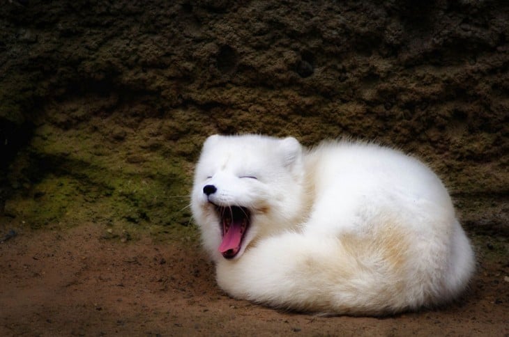 zorro de color blanco acostado bostezando