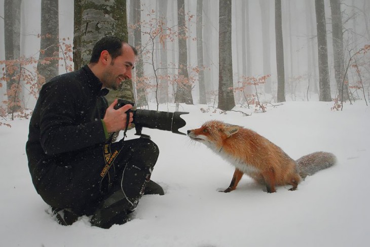 fotografo tomandole una foro a un zorro de color rojo