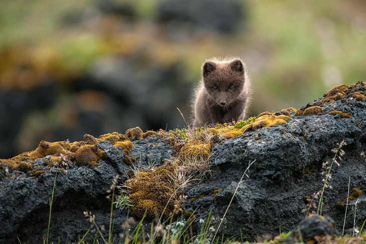 cachorrito de un zorro de color gris en las rocas