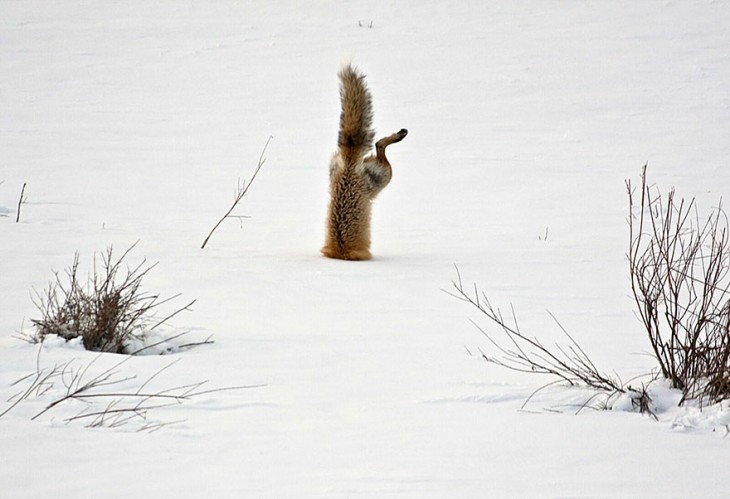 zorro que esta metiendose en la nieve