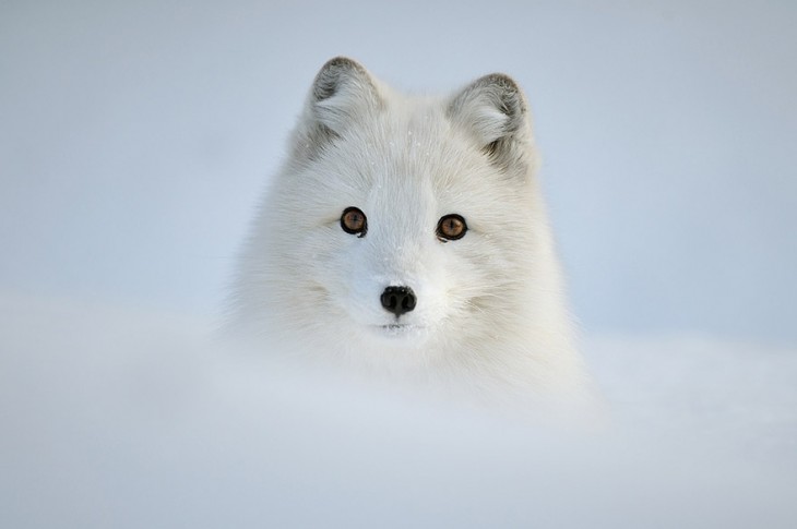 zorro de color blanco en la nieve